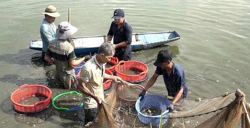 Người dân xã Trà Cổ khai thác tôm càng xanh nuôi trong ao đá ong.