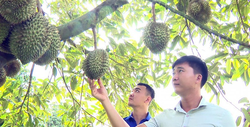 Anh Nguyễn Văn Mạnh thuê lại vườn sầu riêng cho năng suất cao gấp 20 đến 50 lần. 