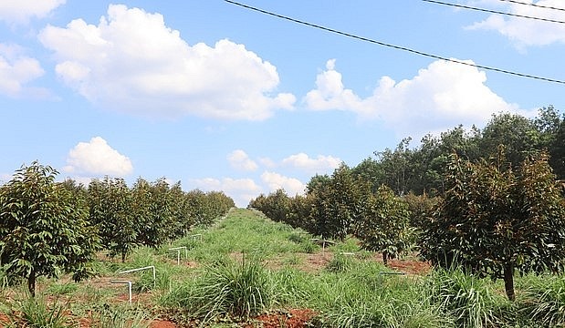 Từ hiệu quả của cây sầu riêng tại Bình Phước đang mở rộng diện tích.