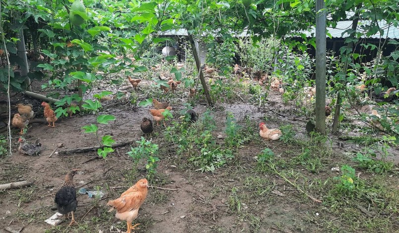 Đàn gà đặc sản Tiên Yên được nuôi theo hình thức chăn thả trong vườn cây dược liệu.