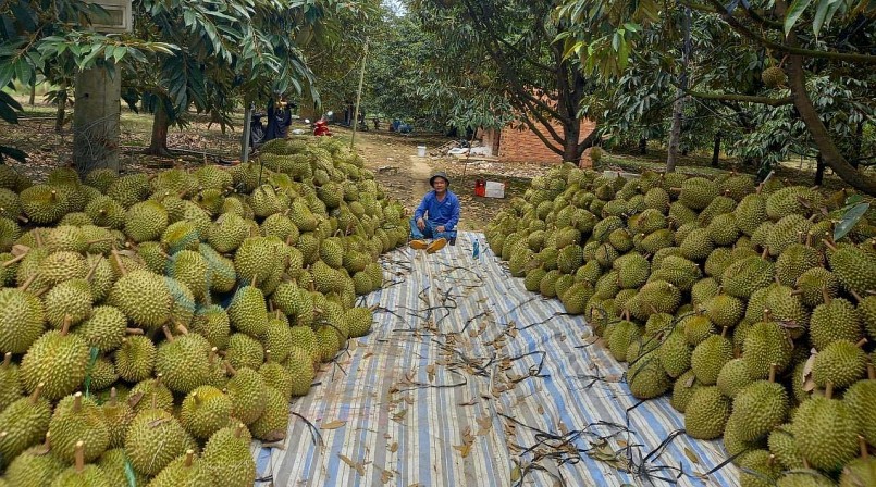 Nhà vườn phấn khởi vì sầu riêng được mùa bán với giá cao.