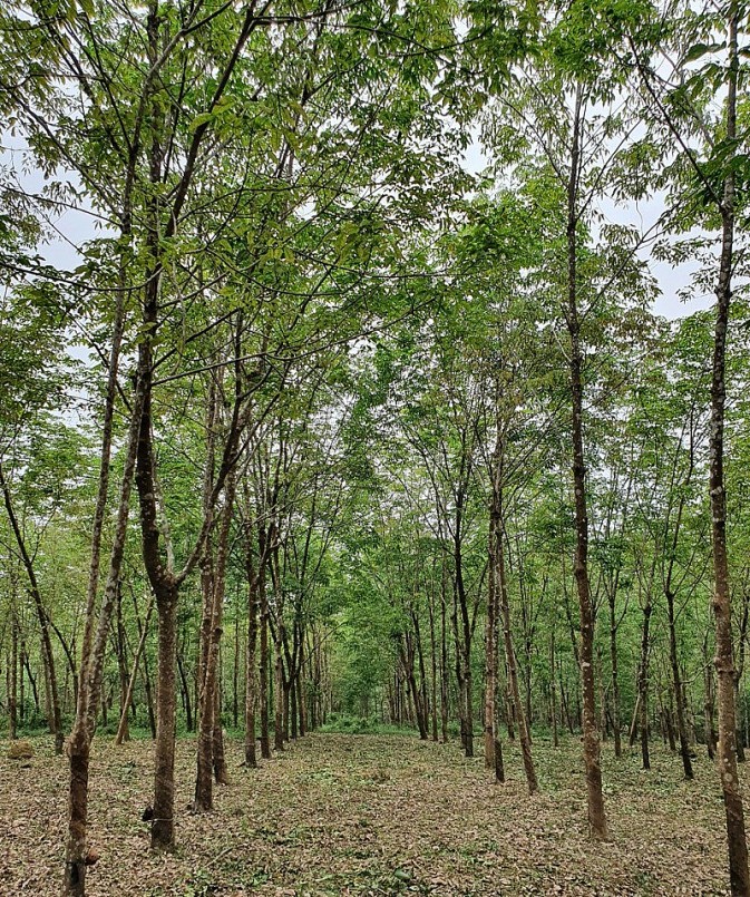 Kinh tế rừng ở Trường Thủy đã giúp người dân thoát nghèo