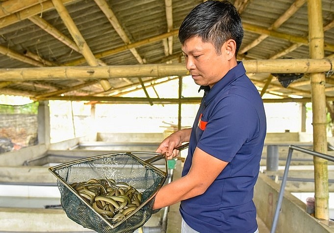 Anh Tỉnh còn gia tăng giá trị khi nuôi lươn không bùn tận dụng nguồn thức ăn từ nuôi giun.