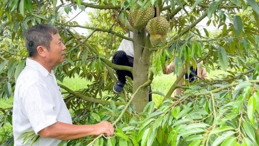 Tỷ phú sầu riêng và nỗ lực liên kết trồng sầu riêng VietGAP hàng chục hộ được nhờ