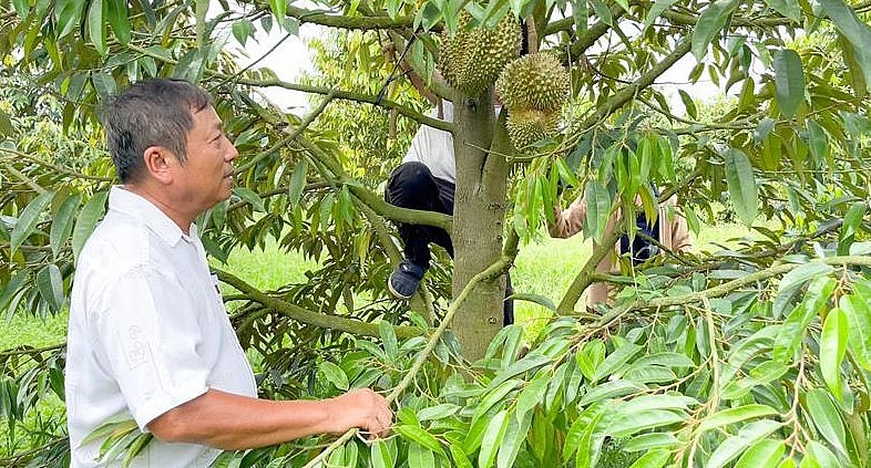 Ông Phạm Văn Nhanh, tỷ phú trồng sầu riêng xã Phú An, huyện Tân Phú (tỉnh Đồng Nai) thu hoạch sầu riêng để xuất bán cho thương lái.