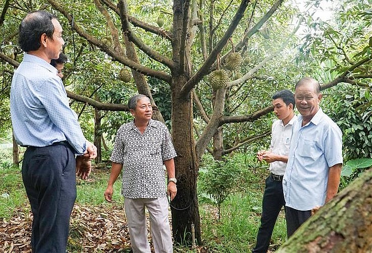 Vườn sầu riêng theo chuẩn VietGAP của thành viên Hợp tác xã Dịch vụ nông nghiệp xã Phú An.