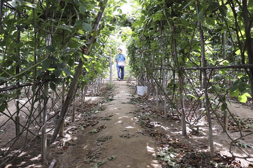 Vườn mâm xôi cho gia đình anh Trinh khoản thu nhập 16 triệu đồng mỗi tháng