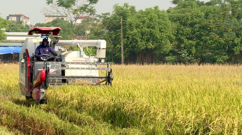 Sở hữu 30 mẫu ruộng cấy lúa chất lượng cao, ông Dân còn liên kết với nông dân ở nhiều địa phương để phát huy lợi thế nông nghiệp.