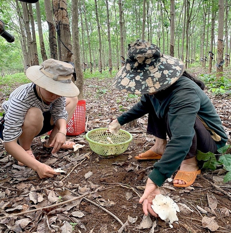 Người dân làng Mook Đen (xã Ia Dom, huyện Đức Cơ) thu hái nấm mối trong vườn cây cao su