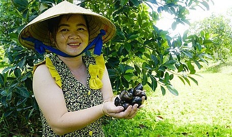 Chị Phạm Thị Thùy Dương có thu nhập ổn định nhờ nuôi ốc trong ao bỏ không.