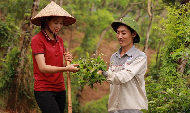 Vợ chồng anh Phạm Văn Lĩnh bỏ phố về rừng trồng cây ba kích.