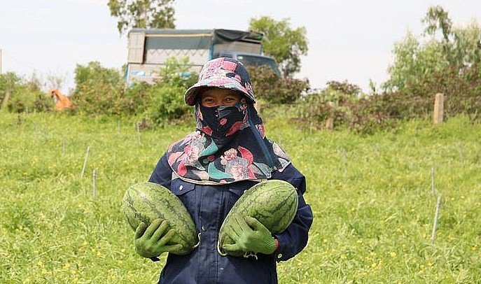 Dưa hấu trồng trên đất cát vốn trước kia bị bỏ hoang ở xã xã Quỳnh Lập, thị xã Hoàng Mai (tỉnh Nghệ An) cho năng suất cao, trung bình 40- 50 tấn/ ha.