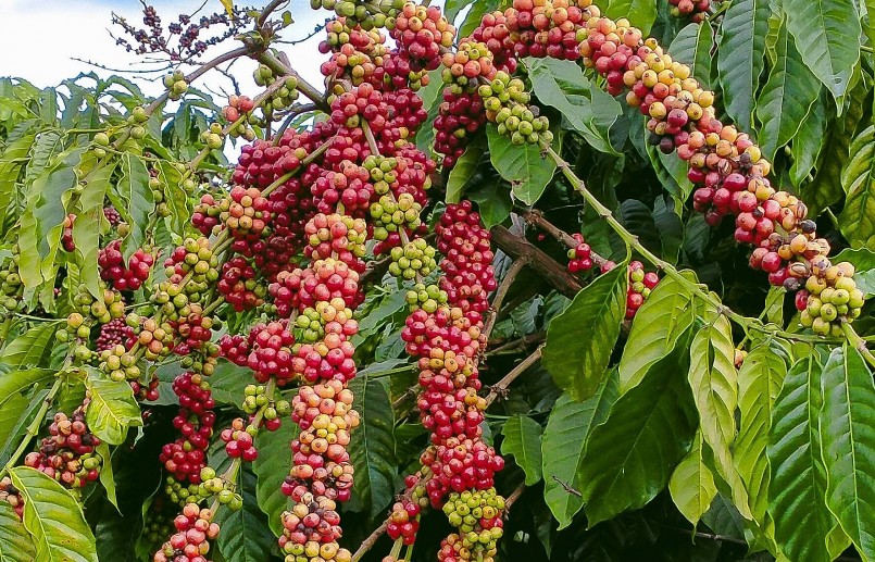 Giá nông sản hôm nay (25/6), tuần này, giá cà phê Robusta giảm 58 USD, kéo cà phê trong nước giảm trung bình 1.500 đồng/kg. 