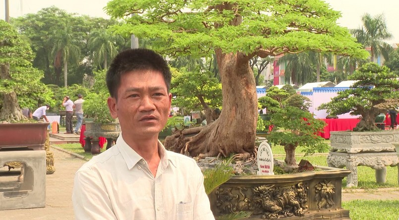 Nghệ nhân Phạm Công Thuấn, Hội sinh vật cảnh thành phố Đà Nẵng chia sẻ về cây me cổ thụ.