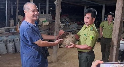 Lâm Đồng: Người dân phát hiện một con tê tê nặng 9 kg trong vườn nhà