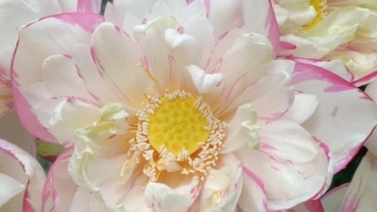 Loài hoa cánh trắng viền hồng “gây sốt” thị trường hoa