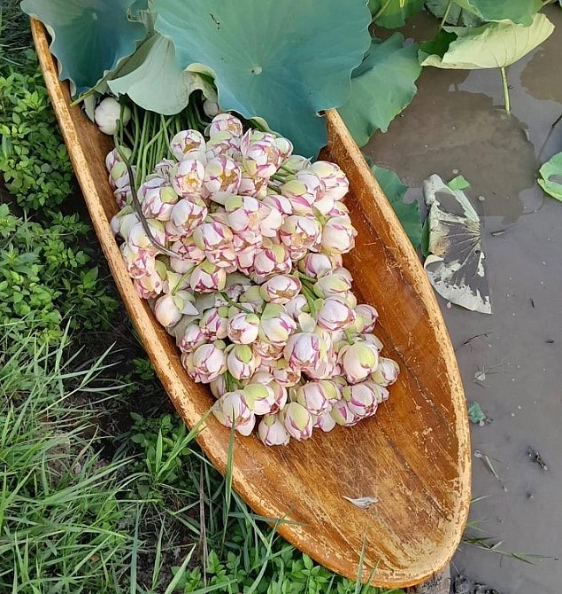 Loài hoa cánh trắng viền hồng “gây sốt” thị trường hoa