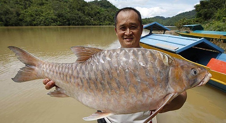 Có hai loại Empurau thịt trắng và thịt đỏ với chiều dài thân, cũng như kết cấu thịt khác nhau.