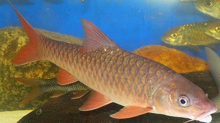 Một con cá Empurau nặng 27kg được bắt từ sông Katibas đã được bán với giá lên tới hơn… 76 triệu đồng.