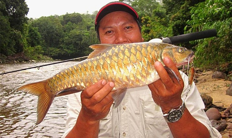 Cá Empurau (hay Tor Tambroides) là loài cá nước ngọt đắt nhất ở Malaysia và chỉ được tìm thấy tại các sông của bang Sarawak.