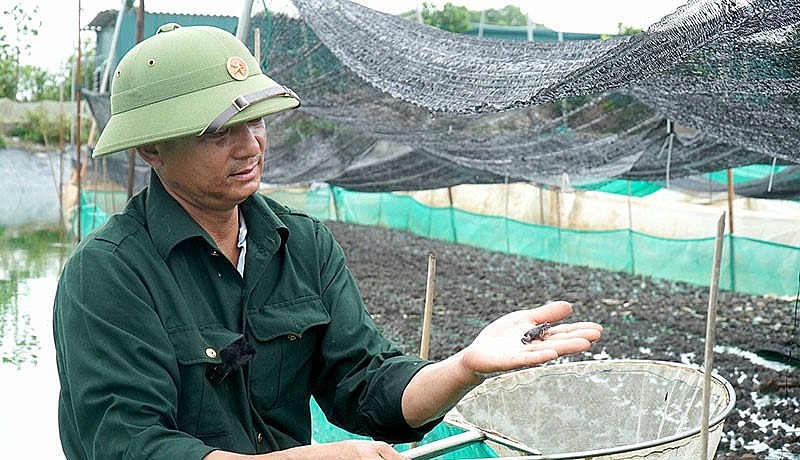 Anh Nguyễn Hữu Xá chia sẻ về mô hình trang trại nuôi ếch kết hợp rô đồng cho hiệu quả cao.