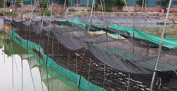 Vào mùa nắng nóng, khi nuôi thả ếch phải có dàn lưới mát và kiểm soát chế độ ăn phù hợp cho đàn ếch.