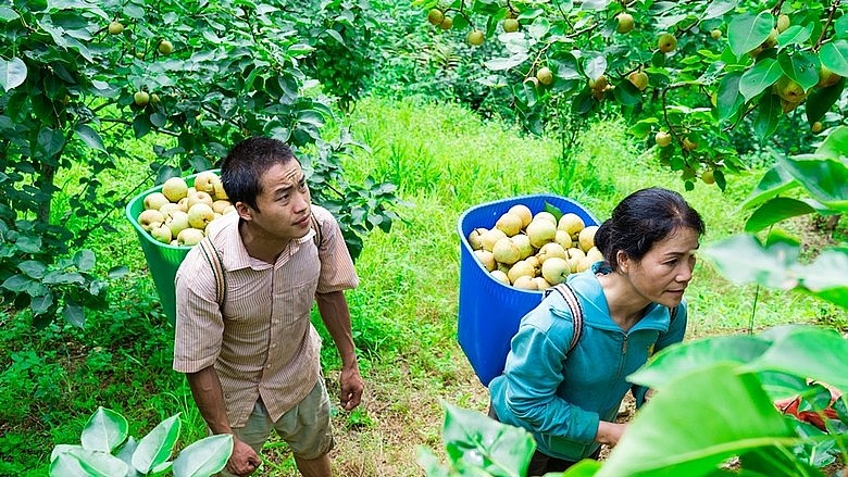 Với giá bán khoảng 20.000 - 30.000 đồng/kg, lê Tai-nung đang góp phần tăng thu nhập cho người dân Lào Cai