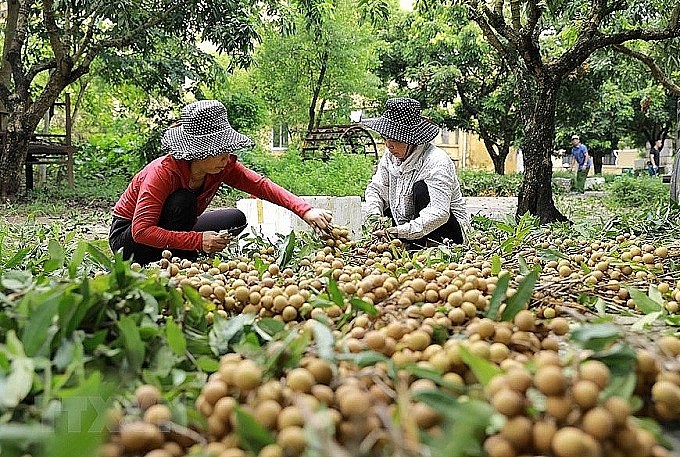 Hưng Yên chuẩn bị thu hoạch trên 10 nghìn tấn nhãn