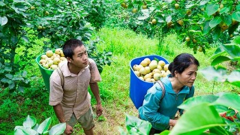 Lê Tai Nung chín trắng cả sườn đồi, thương lái mua tại vườn giá 40.000 đồng/kg, nhà nông thu trăm triệu