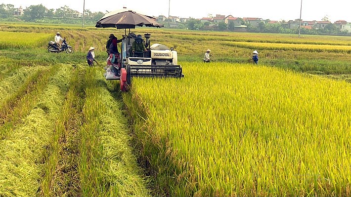 Hưng Yên đón vụ lúa bội thu