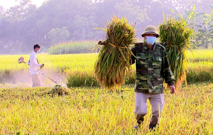 Hưng Yên đón vụ lúa bội thu