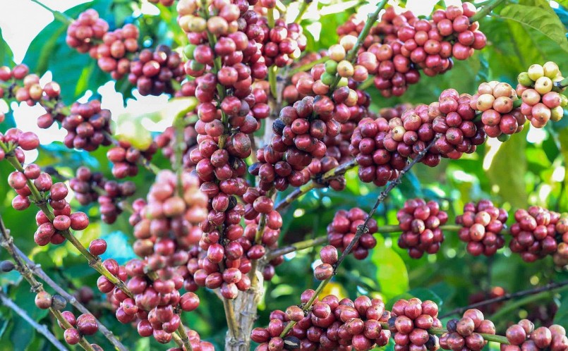 Giá nông sản hôm nay (27/6), cà phê sàn kỳ hạn nhuộm sắc xanh, trong đó, giá cà phê robusta tăng 1,27% lên mức 2.710 USD/tấn.