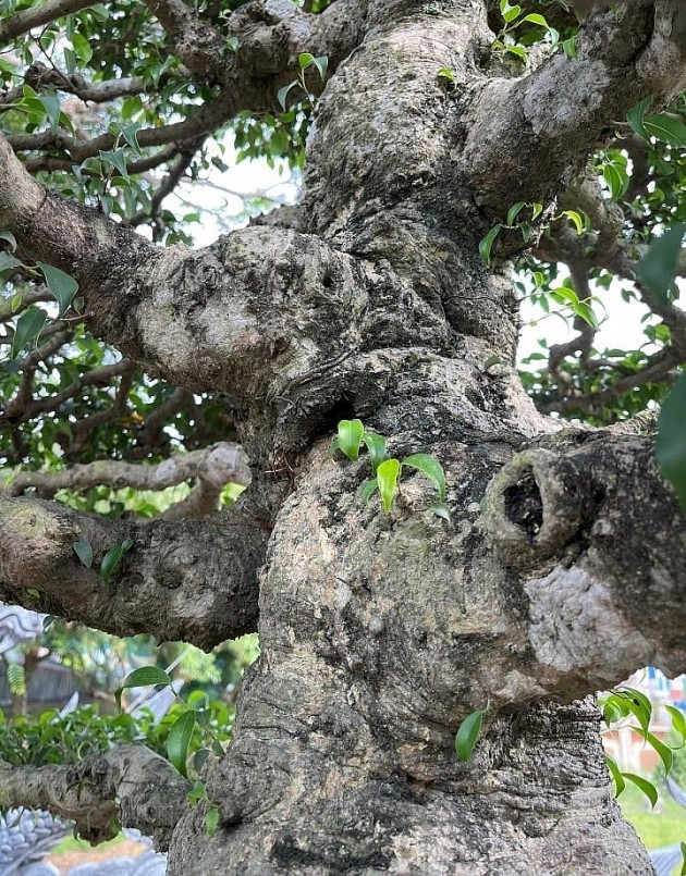 Phần thân vỏ của cây sanh cổ xù sì và u cục chỉ những cây có tuổi thọ vài chục cho đến hàng trăm năm mới có được.