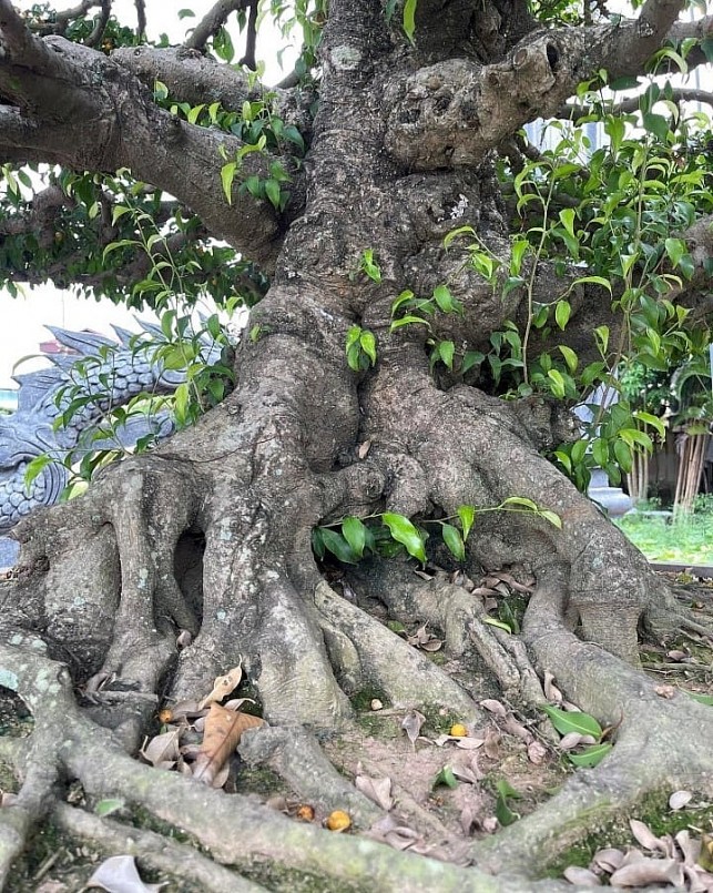 Đôi sanh cổ hiếm hoi được người làng Vị khê lưu giữ mang đầy đủ các yếu tố của một tác phẩm bonsai hoàn hảo.