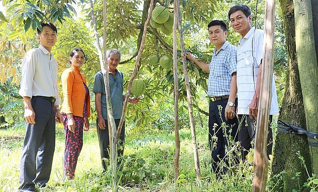 Nông dân xã Xuân Quế đang trồng sầu riêng theo quy trình hữu cơ.