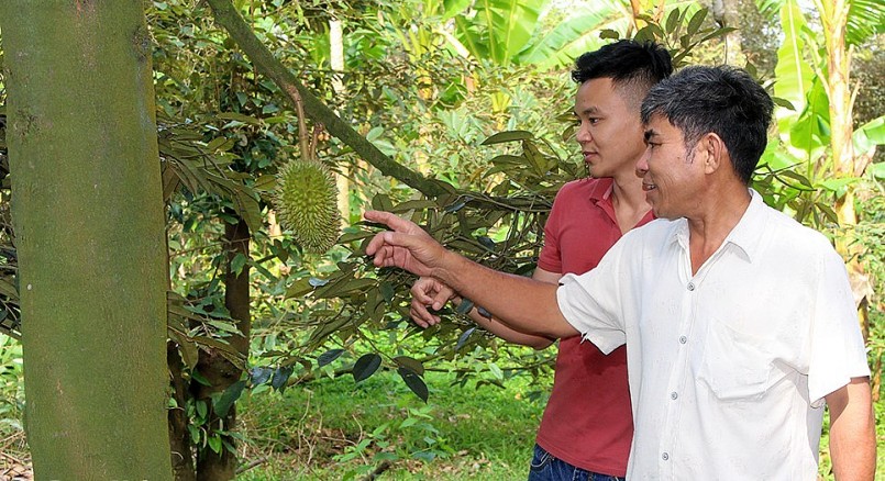 Sản xuất sầu riêng tiêu chuẩn hữu cơ tại Tổ hợp tác sầu riêng Xuân Quế (xã Xuân Quế) 