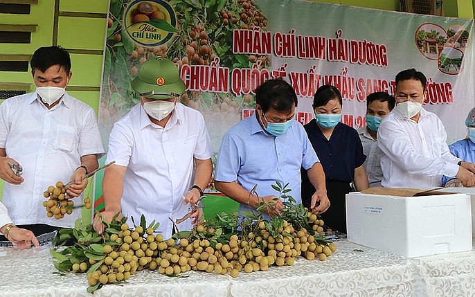 Hải Dương: Nhãn chín sớm của Chí Linh duy trì mức giá cao