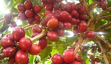 Giá nông sản hôm nay (28/6), cà phê sàn kỳ hạn giữ sắc xanh, trong đó, giá cà phê robusta tiếp tục tăng 0,18% lên mức 2.715 USD/tấn.