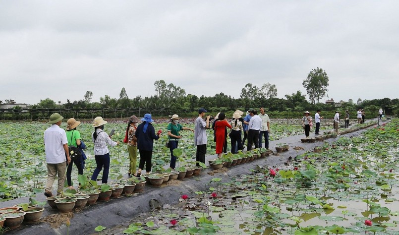 Đầu tháng 6 đến khoảng hết tháng 7 là thời điểm lượng khách đến đầm sen chụp ảnh đông nhất, đặc biệt vào mỗi cuối tuần. 