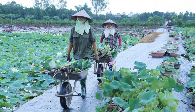 Tại HXT Vân Đài, mỗi lô thửa trồng một giống sen với mục đích thu hoạch khác nhau.
