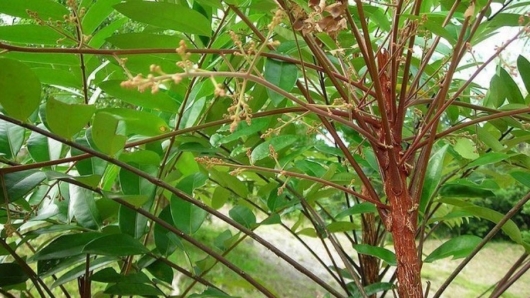 Tác dụng của cây mật nhân