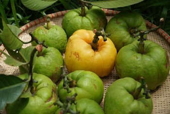 Loại quả rừng chua loét lại có 8 công dụng tuyệt vời cho sức khoẻ, đem phơi khô bán 180.000 đồng/kg