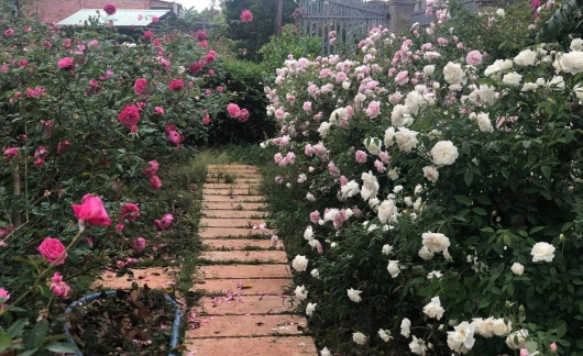 Ngôi nhà gỗ với vườn hồng đẹp như mơ, hạnh phúc dệt nên từ những điều giản dị