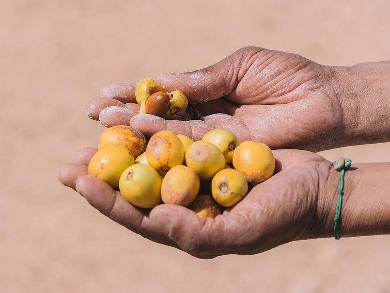 Quả của cây argan.