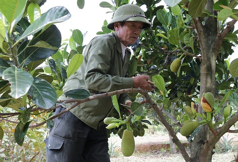 Khu đồi trồng mít ruột đỏ của ông Nguyễn Văn Diệm năm nay cho thu hoạch lứa quả đầu tiên kỳ vọng lãi khoảng 500 triệu đồng.