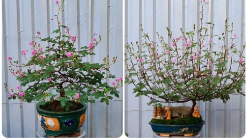 4 loại cây dại mọc đầy đường, lên đời thành “tiểu bonsai”, vừa đẹp độc lạ vừa hút tài lộc