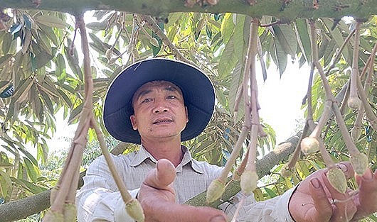 Ông Nguyễn Thanh Phong, ngụ ấp Thạnh Vinh, xã Thạnh Lộc, huyện Giồng Riềng (Kiên Giang) bên vườn sầu riêng của gia đình.