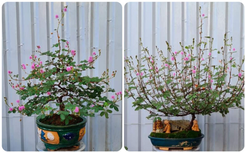 4 loại cây dại mọc đầy đường, lên đời thành “tiểu bonsai”, vừa đẹp độc lạ vừa hút tài lộc