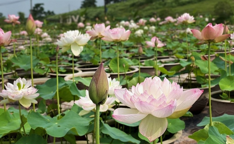 Vườn sen của anh Toàn có khoảng 10.000 chậu, thêm các ao hồ xung quanh, tổng diện tích là 20.000 m2.