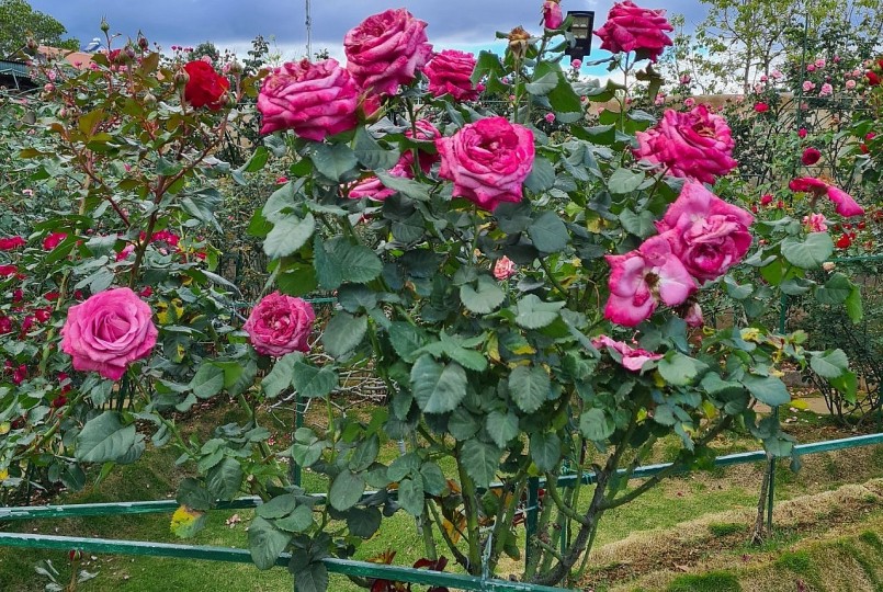 Những cây hoa hồng được chăm sóc tốt cho hoa to, cánh dày, hương thơm ngào ngạt quanh năm.